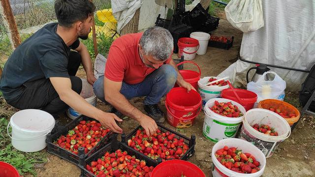 Verim yüksek ama endişeliler: 'Bu kısmı bahçede kaldı'