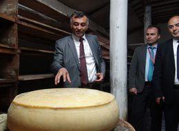 THY'den 'peynir' temalı turizm gezisi