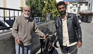 70 kiloluk dev ke&ccedil;i 36 bin liraya satıldı