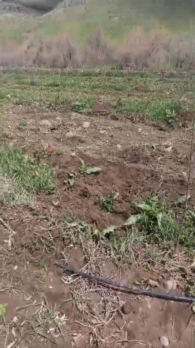 Suya kapılan büyükbaş hayvan telef oldu 1