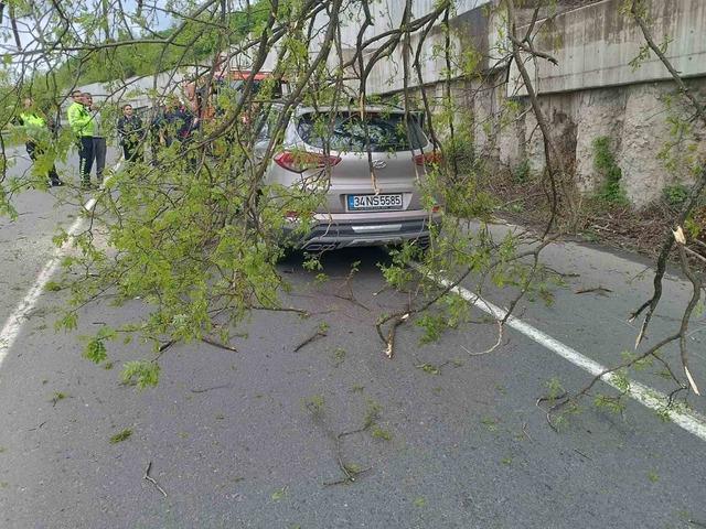 Ordu’da seyir halindeki aracın üzerine ağaç devrildi 3