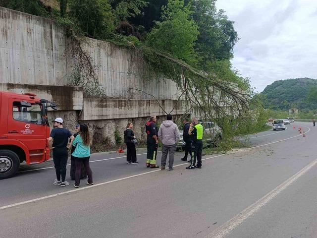 Ordu’da seyir halindeki aracın üzerine ağaç devrildi 2