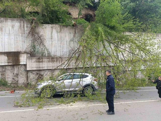 Ordu’da seyir halindeki aracın üzerine ağaç devrildi 1