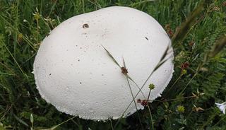 B&ouml;ylesi g&ouml;r&uuml;lmemişti: Salep patladı, mantarlar devleşti!