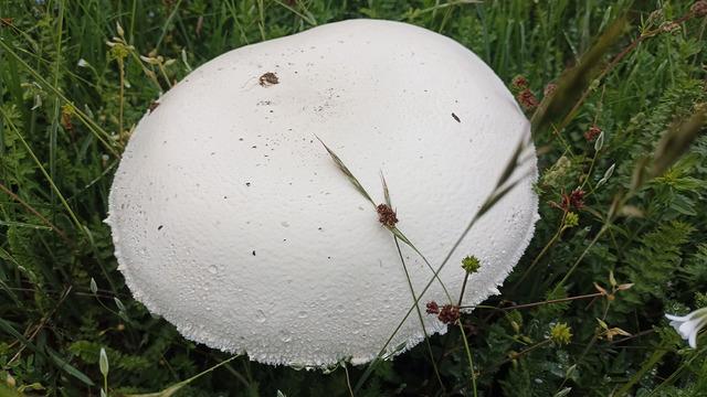 Bölgede böylesi görülmemişti: Salep patladı, mantarlar devleşti!