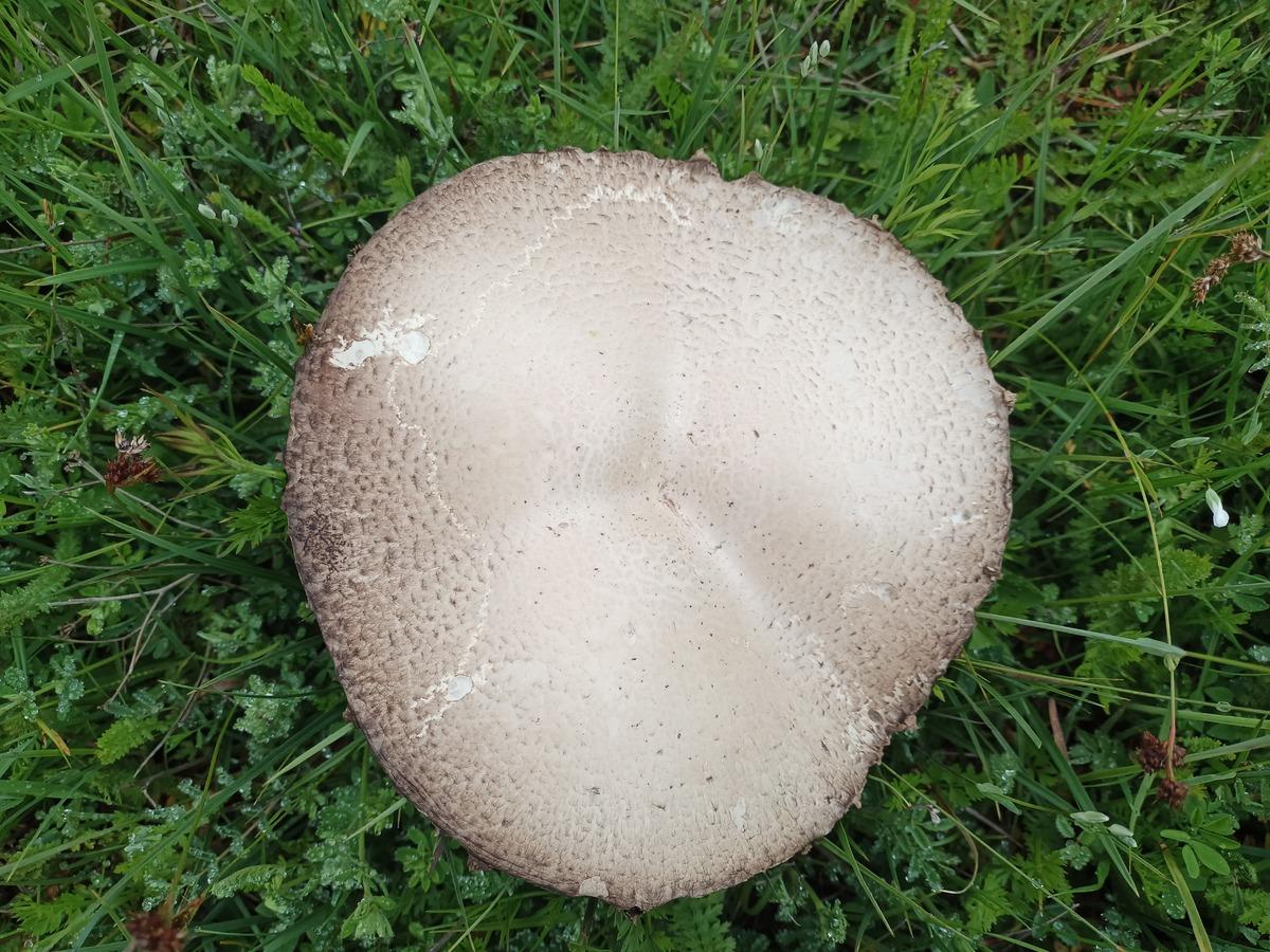 Bölgede böylesi görülmemişti: Salep patladı, mantarlar devleşti! 3