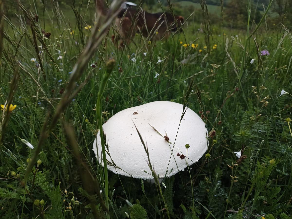 Bölgede böylesi görülmemişti: Salep patladı, mantarlar devleşti! 2