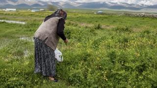 Asırlık gelenek: Şifalı otlar için meralara akın ettiler