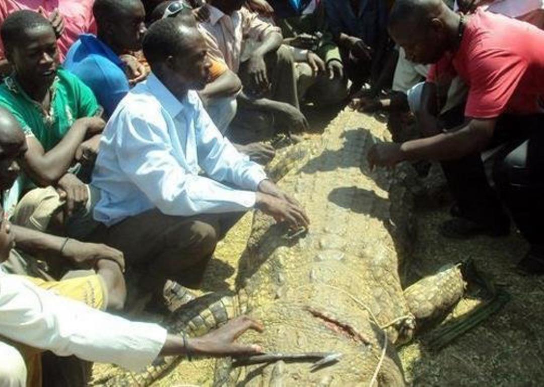 Vahşi timsah hamile eşini diri diri yedi! Yaşadıklarını g&ouml;zyaşları i&ccedil;inde anlattı