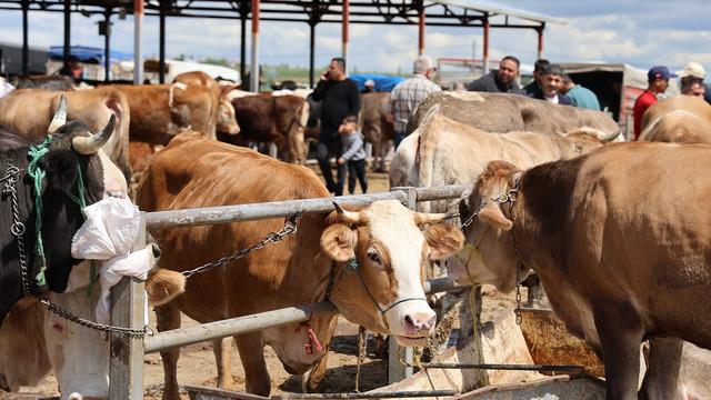 Vatandaş ortak girdi, pazarda talep arttı: Otomobil fiyatına tosun satıldı
