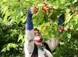 Üreticide kirazın fiyatı 150 liradan 5 liraya kadar düştü