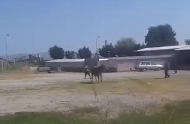 Hayvan pazarından kaçan inek ortalığı karıştırdı 1