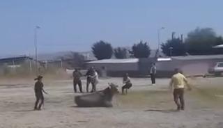 Hayvan pazarından ka&ccedil;an inek ortalığı karıştırdı