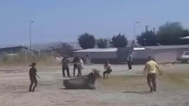 Hayvan pazarından kaçan inek ortalığı karıştırdı