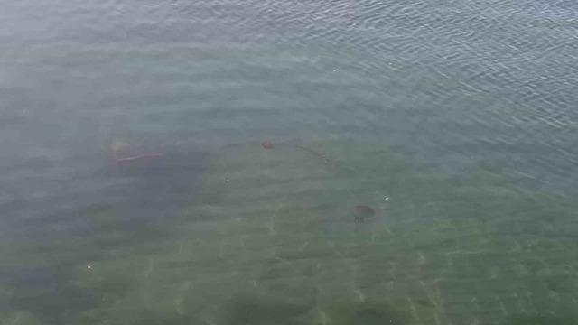Zehirli pusula deniz anaları Tekirdağ sahilinde görüldü 3