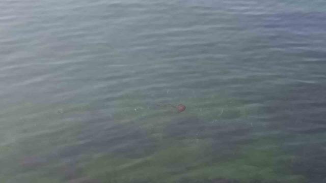 Zehirli pusula deniz anaları Tekirdağ sahilinde görüldü 2