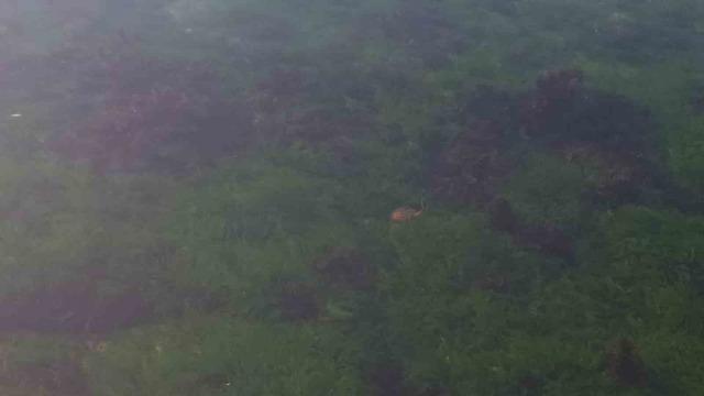 Zehirli pusula deniz anaları Tekirdağ sahilinde görüldü 1