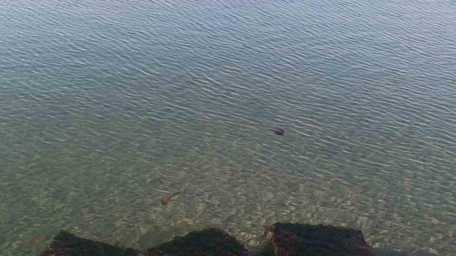 Zehirli pusula deniz anaları Tekirdağ sahilinde görüldü