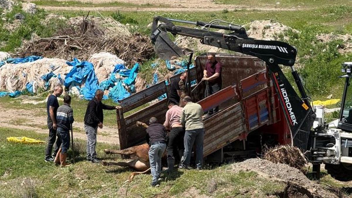 Yer: Sivas! Kesime bir g&uuml;n kala ka&ccedil;an tosun ortalığı birbirine kattı 1