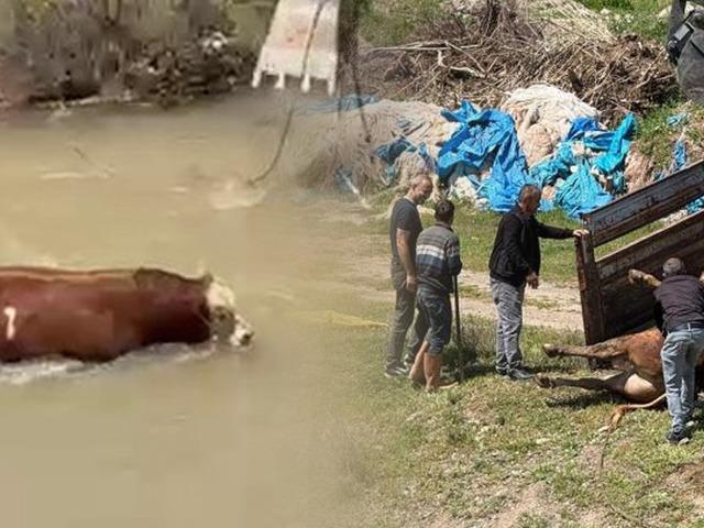 Yer: Sivas! Kesime bir g&uuml;n kala ka&ccedil;an tosun ortalığı birbirine kattı