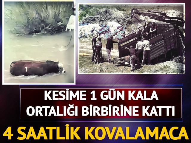 Yer: Sivas! Kesime bir g&uuml;n kala ka&ccedil;an tosun ortalığı birbirine kattı