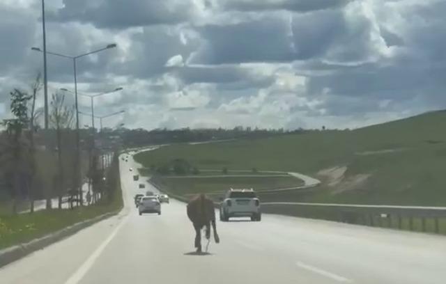 Erzurum’da bir kurban klasiği: Kaçan kurbanlıklar trafiği birbirine kattı 2