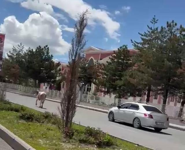 Erzurum’da bir kurban klasiği: Kaçan kurbanlıklar trafiği birbirine kattı 1
