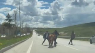 Son dakika: Erzurum&rsquo;da bir kurban klasiği: Ka&ccedil;an kurbanlıklar trafiği birbirine kattı