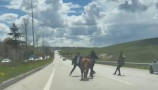 Erzurum&rsquo;da bir kurban klasiği: Ka&ccedil;an kurbanlıklar trafiği birbirine kattı