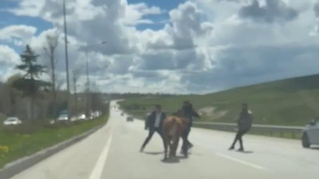 Erzurum’da bir kurban klasiği: Kaçan kurbanlıklar trafiği birbirine kattı