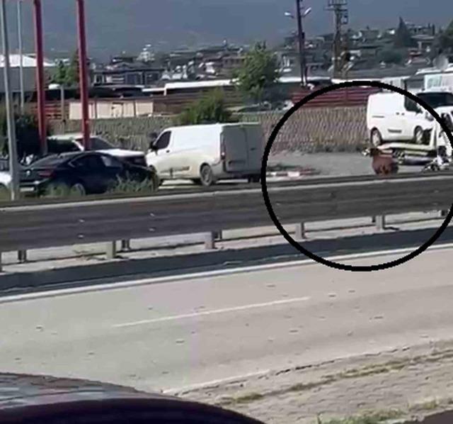 Orta ref&uuml;jden atlayan kurbanlık ke&ccedil;i sahibini geride bıraktı 4