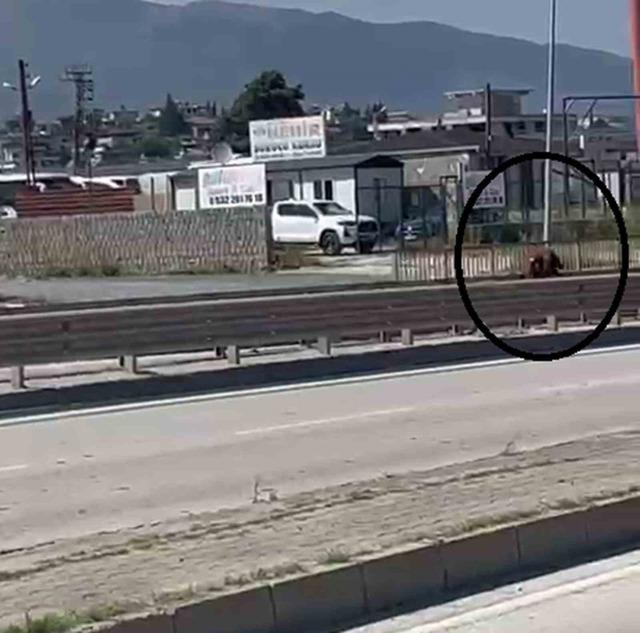 Orta ref&uuml;jden atlayan kurbanlık ke&ccedil;i sahibini geride bıraktı 3