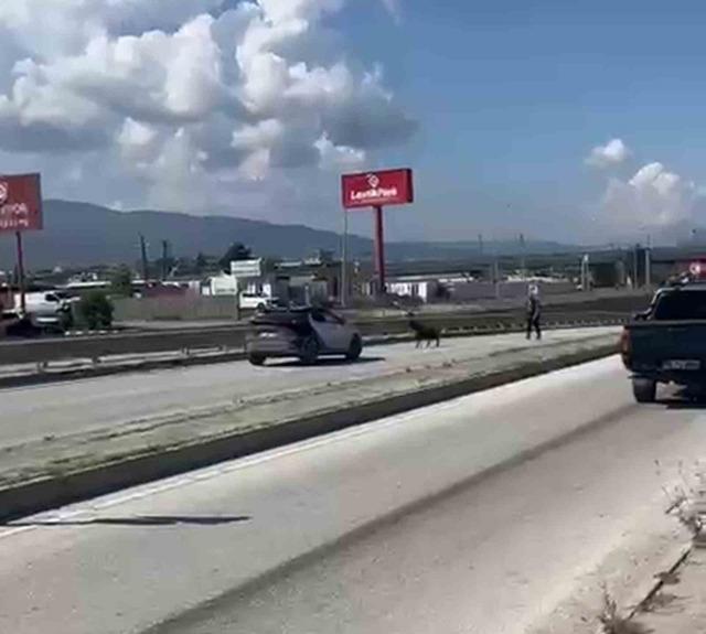Orta ref&uuml;jden atlayan kurbanlık ke&ccedil;i sahibini geride bıraktı 2