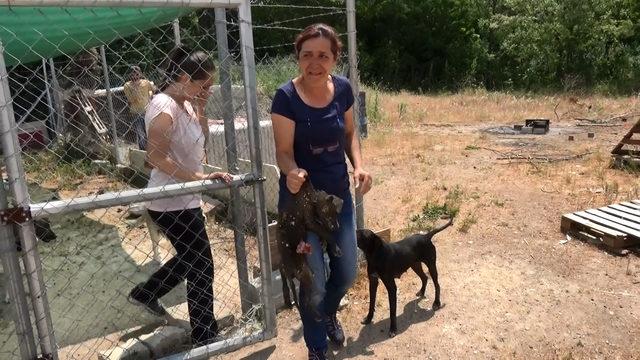 'Can evi'nde vahşet; Yavru köpekleri öldürüp, kulübelere zarar verdiler