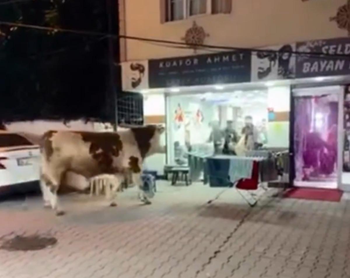 Kaçan kurbanlık camı kırıp kuaföre daldı! Müşteriler neye uğradığını şaşırdı 1