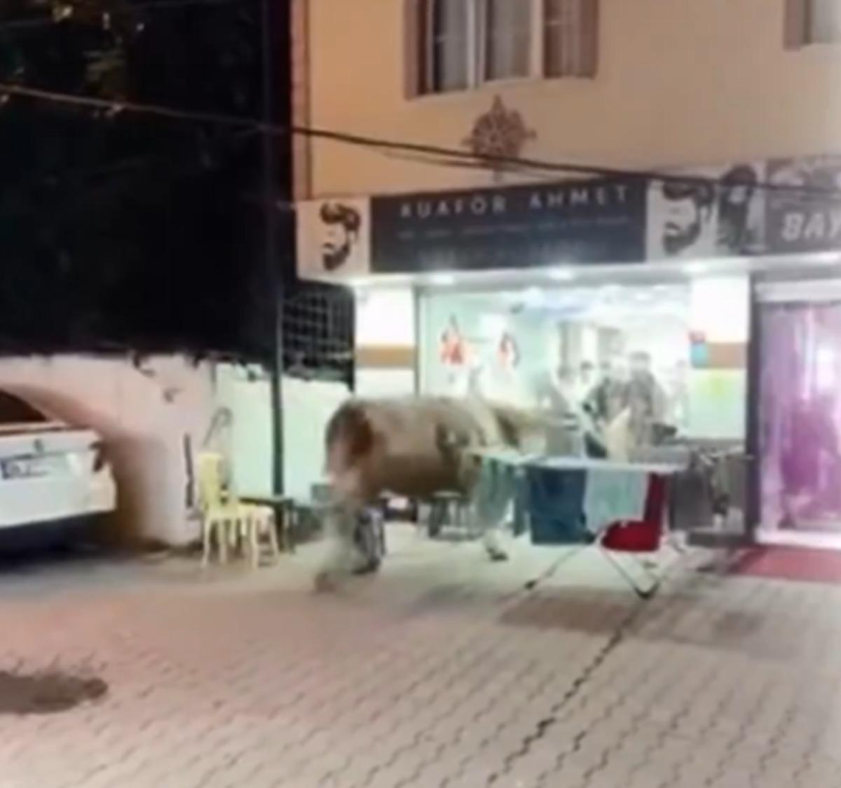 Kaçan kurbanlık camı kırıp kuaföre daldı! Müşteriler neye uğradığını şaşırdı 2
