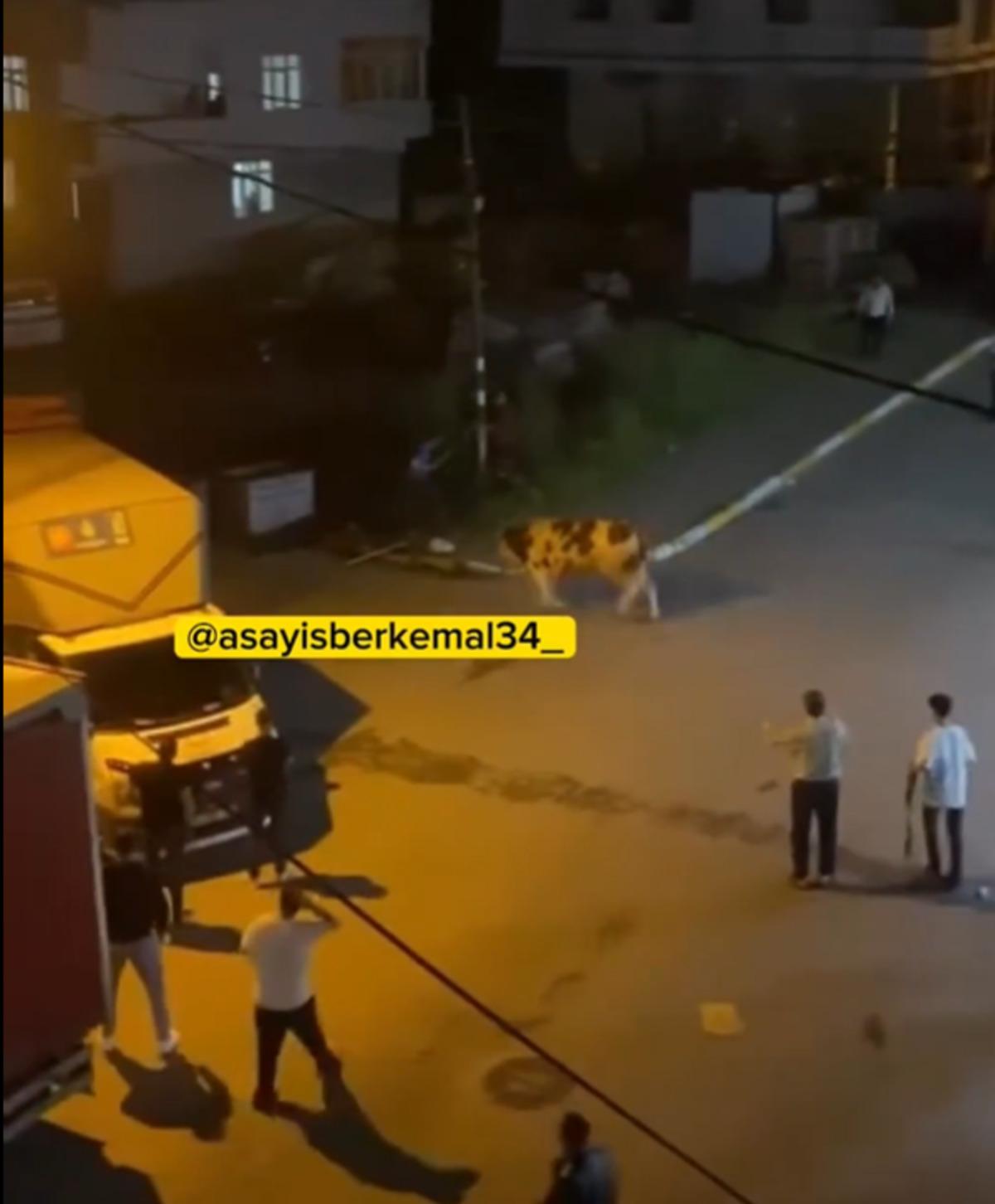 Kaçan kurbanlık camı kırıp kuaföre daldı! Müşteriler neye uğradığını şaşırdı 3