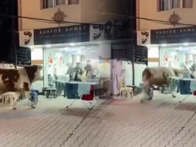 Ka&ccedil;an kurbanlık camı kırıp kuaf&ouml;re daldı! 