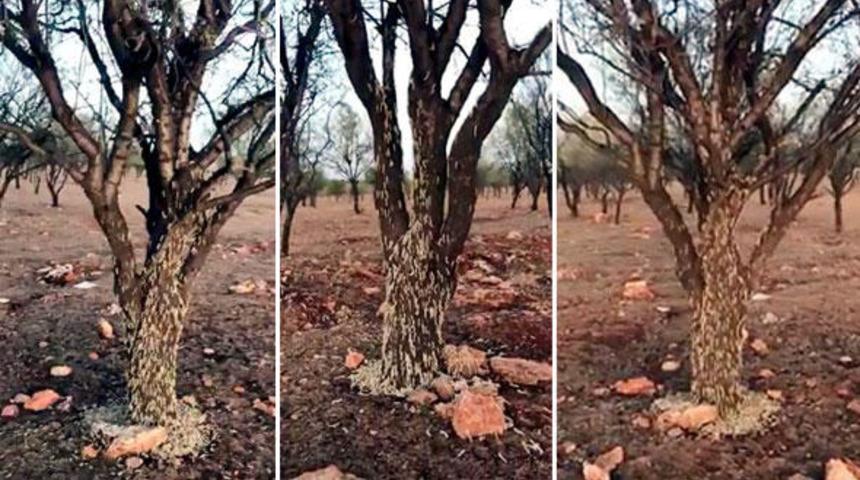 Görüntüler Şanlıurfa'dan geldi! Ağaçları böyle istila ettiler...