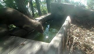Su i&ccedil;en sansarlar fotokapanla g&ouml;r&uuml;nt&uuml;lendi