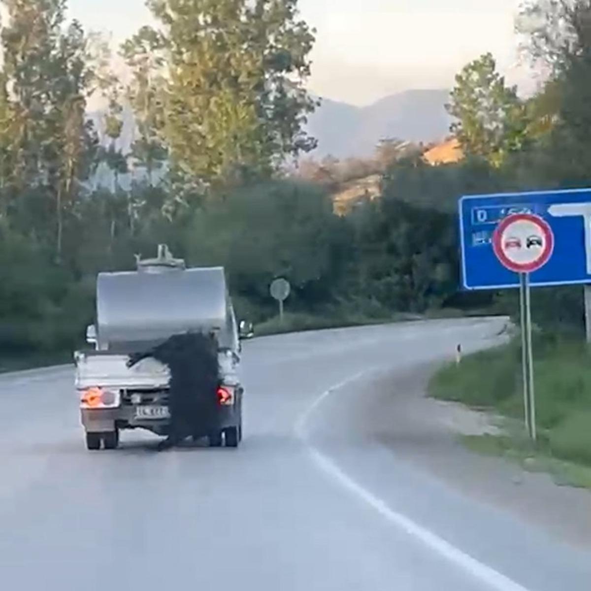 Skandal görüntüler: Kurbanlığı araçtan sarkıtıp kilometrelerce sürükledi 1