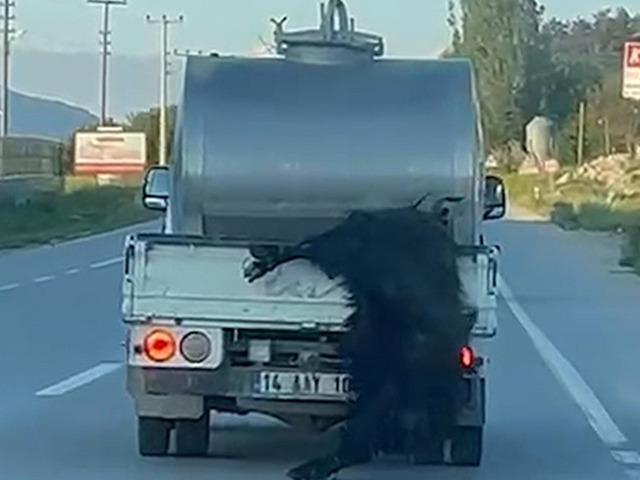 Kurbanlığı ara&ccedil;tan sarkıtıp kilometrelerce s&uuml;r&uuml;kledi