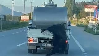 Skandal görüntüler: Kurbanlığı araçtan sarkıtıp kilometrelerce sürükledi