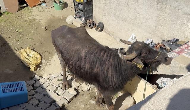 Kaçan kurbanlığın saldırısından bodruma sığınarak kurtuldu 2