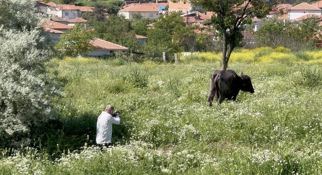 Kaçan kurbanlığın saldırısından bodruma sığınarak kurtuldu 1