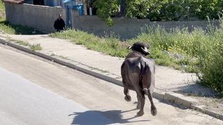 Kaçan kurbanlığın saldırısından bodruma sığınarak kurtuldu