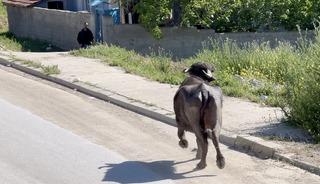 Ka&ccedil;an kurbanlığın saldırısından bodruma sığınarak kurtuldu
