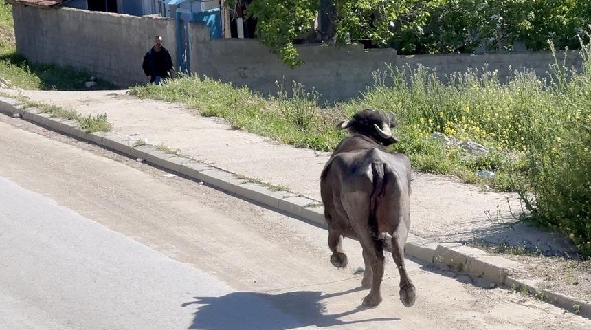 Ka&ccedil;an kurbanlığın saldırısından bodruma sığınarak kurtuldu
