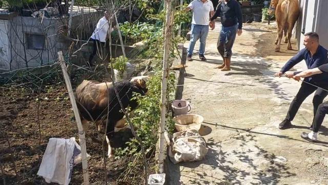 Rize’de kaçan kurbanlık sahiplerine zor anlar yaşattı 2