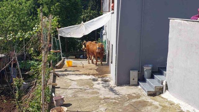 Rize’de kaçan kurbanlık sahiplerine zor anlar yaşattı 1